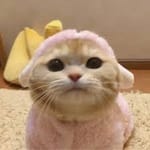 María José Valdés avatar